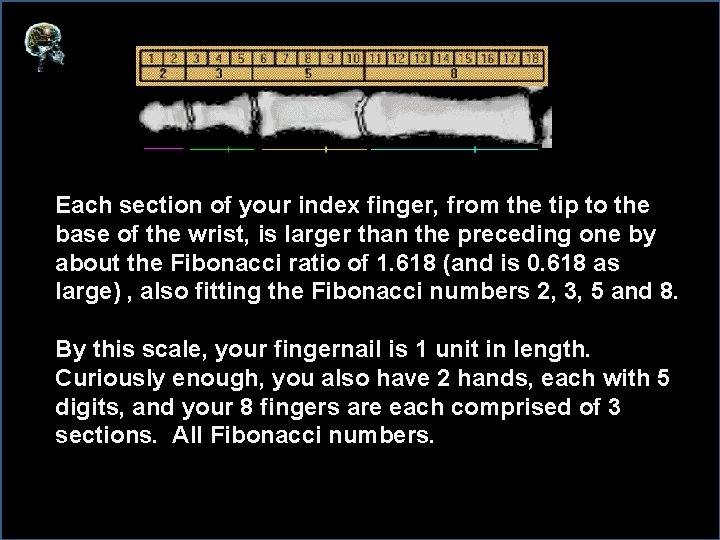 Each section of your index finger, from the tip to the base of the