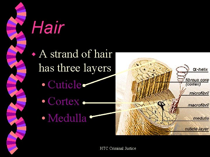 Hair w. A strand of hair has three layers • Cuticle • Cortex •