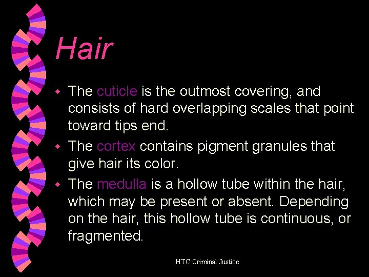 Hair The cuticle is the outmost covering, and consists of hard overlapping scales that