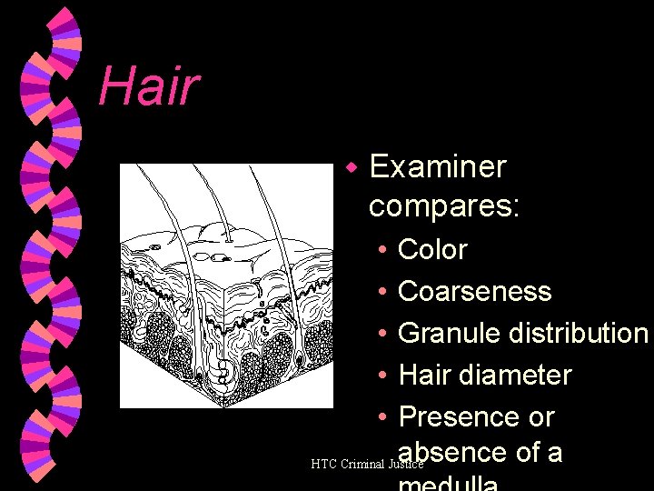 Hair w Examiner compares: • • • Color Coarseness Granule distribution Hair diameter Presence