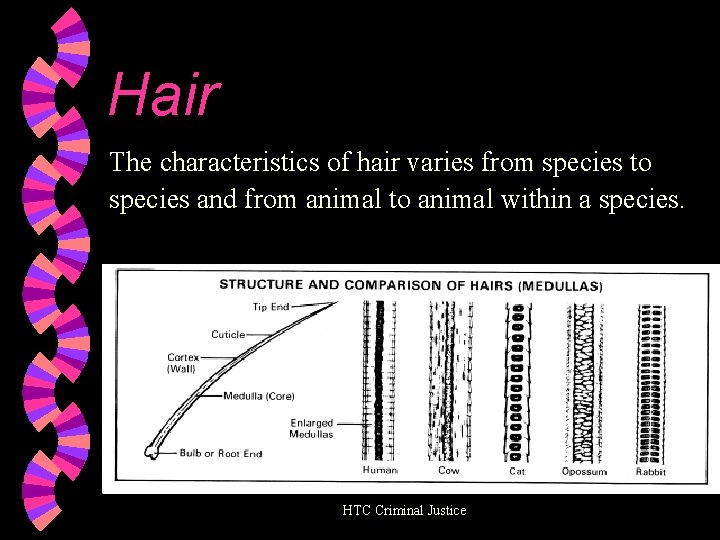 Hair The characteristics of hair varies from species to species and from animal to