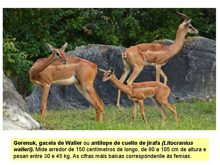 Gerenuk, gacela de Waller ou antílope de cuello de jirafa (Litocranius walleri). Mide arredor