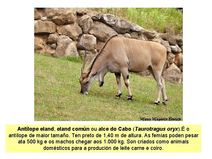 Antílope eland, eland común ou alce do Cabo (Taurotragus oryx). É o antílope de