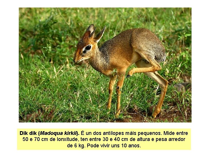 Dik dik (Madoqua kirkii). É un dos antílopes máis pequenos. Mide entre 50 e