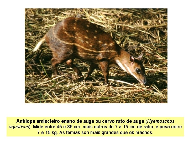 Antílope amiscleiro enano de auga ou cervo rato de auga (Hyemoschus aquaticus). Mide entre