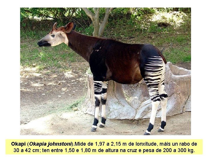 Okapi (Okapia johnstoni). Mide de 1, 97 a 2, 15 m de lonxitude, máis