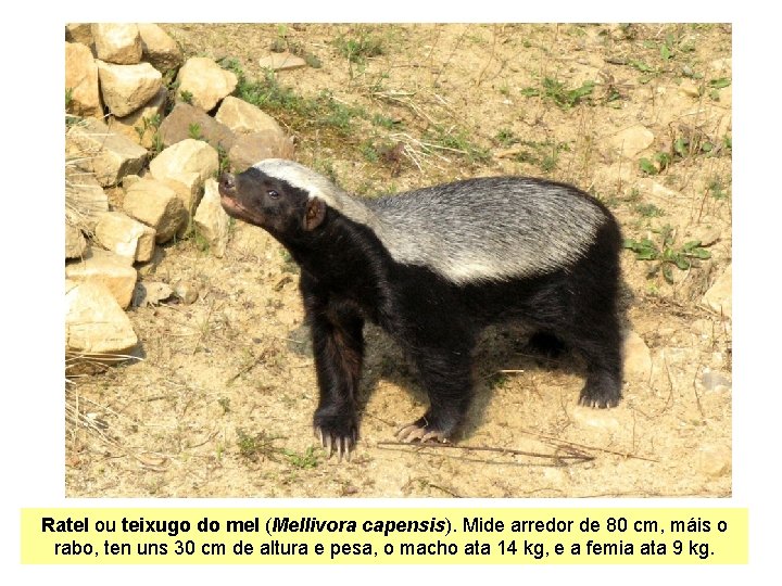 Ratel ou teixugo do mel (Mellivora capensis). Mide arredor de 80 cm, máis o