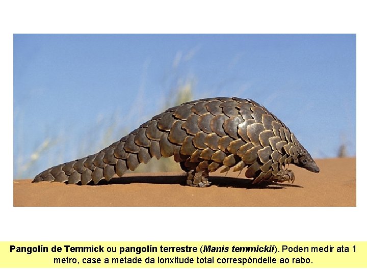 Pangolín de Temmick ou pangolín terrestre (Manis temmickii). Poden medir ata 1 metro, case