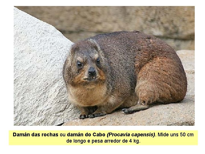 Damán das rochas ou damán do Cabo (Procavia capensis). Mide uns 50 cm de