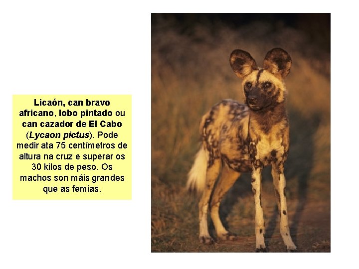 Licaón, can bravo africano, lobo pintado ou can cazador de El Cabo (Lycaon pictus).