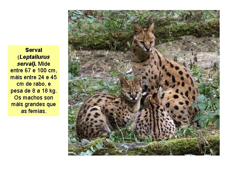 Serval (Leptailurus serval). Mide entre 67 e 100 cm, máis entre 24 e 45