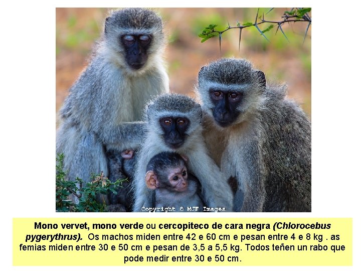 Mono vervet, mono verde ou cercopiteco de cara negra (Chlorocebus pygerythrus). Os machos miden