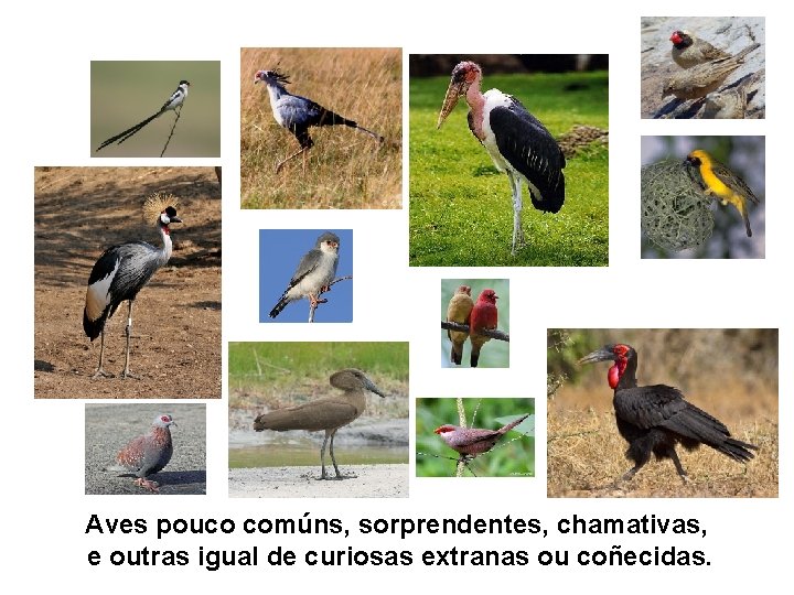 Aves pouco comúns, sorprendentes, chamativas, e outras igual de curiosas extranas ou coñecidas. 