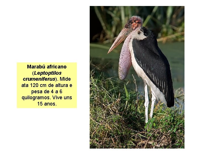 Marabú africano (Leptoptilos crumeniferus). Mide ata 120 cm de altura e pesa de 4