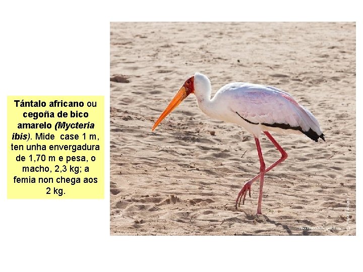 Tántalo africano ou cegoña de bico amarelo (Mycteria ibis). Mide case 1 m, ten