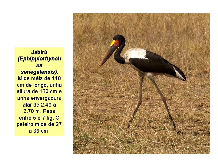 Jabirú (Ephippiorhynch us senegalensis). Mide máis de 140 cm de longo, unha altura de