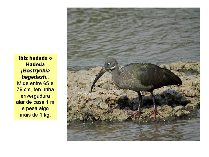 Ibis hadada o Hadeda (Bostrychia hagedash). Mide entre 65 e 76 cm, ten unha