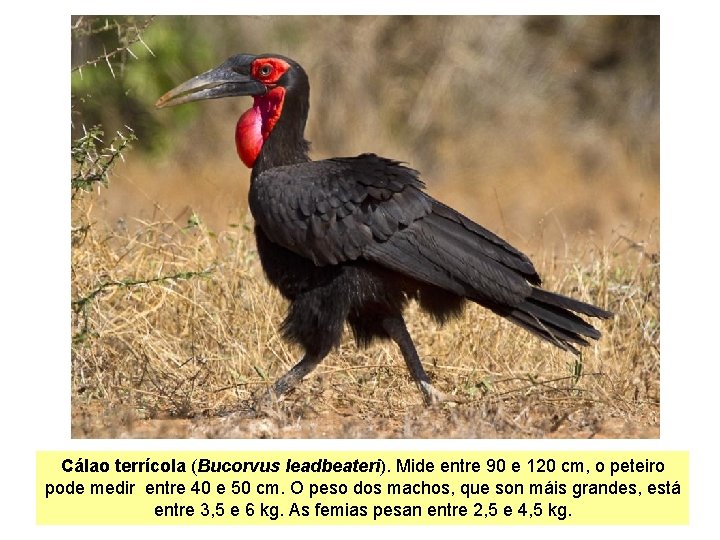 Cálao terrícola (Bucorvus leadbeateri). Mide entre 90 e 120 cm, o peteiro pode medir