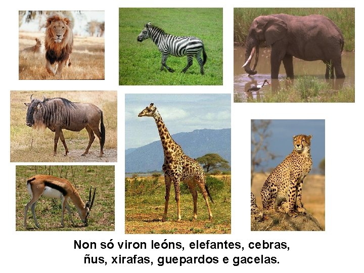Non só viron leóns, elefantes, cebras, ñus, xirafas, guepardos e gacelas. 