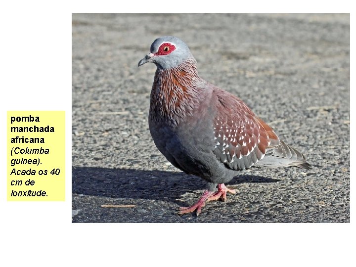 pomba manchada africana (Columba guinea). Acada os 40 cm de lonxitude. 