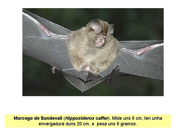 Morcego de Sundevall (Hipposideros caffer). Mide uns 8 cm, ten unha envergadura duns 20