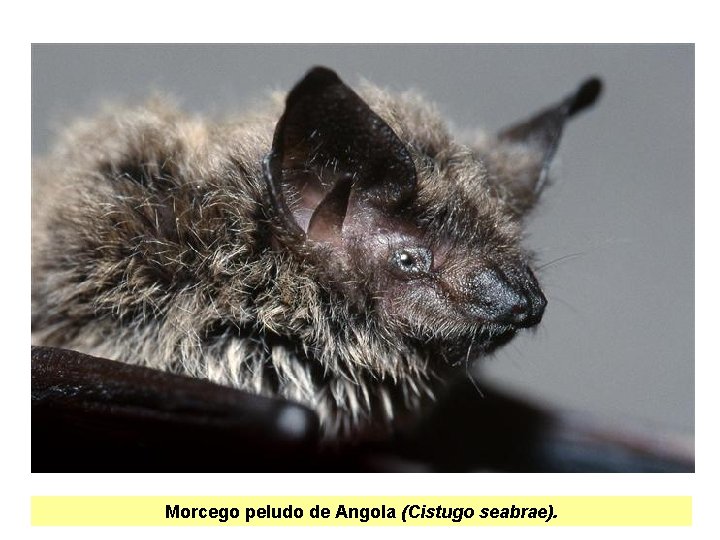 Morcego peludo de Angola (Cistugo seabrae). 