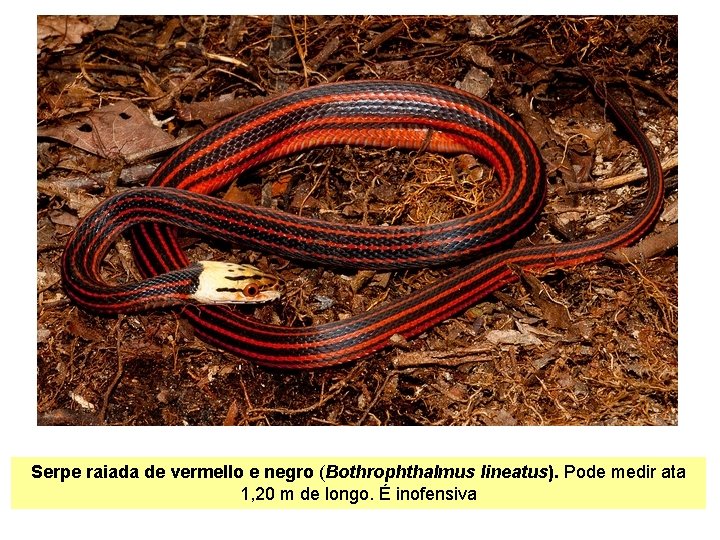 Serpe raiada de vermello e negro (Bothrophthalmus lineatus). Pode medir ata 1, 20 m