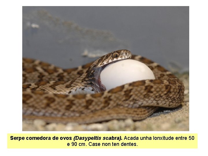 Serpe comedora de ovos (Dasypeltis scabra). Acada unha lonxitude entre 50 e 90 cm.