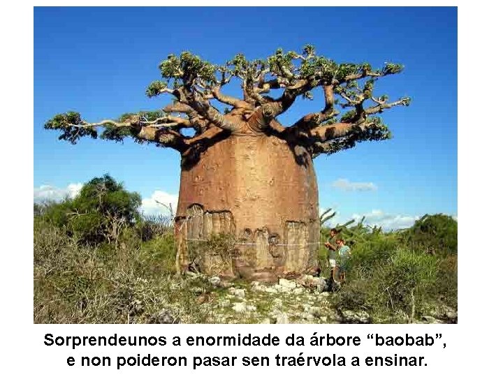 Sorprendeunos a enormidade da árbore “baobab”, e non poideron pasar sen traérvola a ensinar.