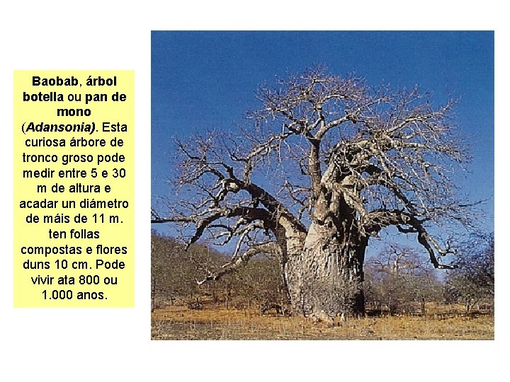 Baobab, árbol botella ou pan de mono (Adansonia). Esta curiosa árbore de tronco groso