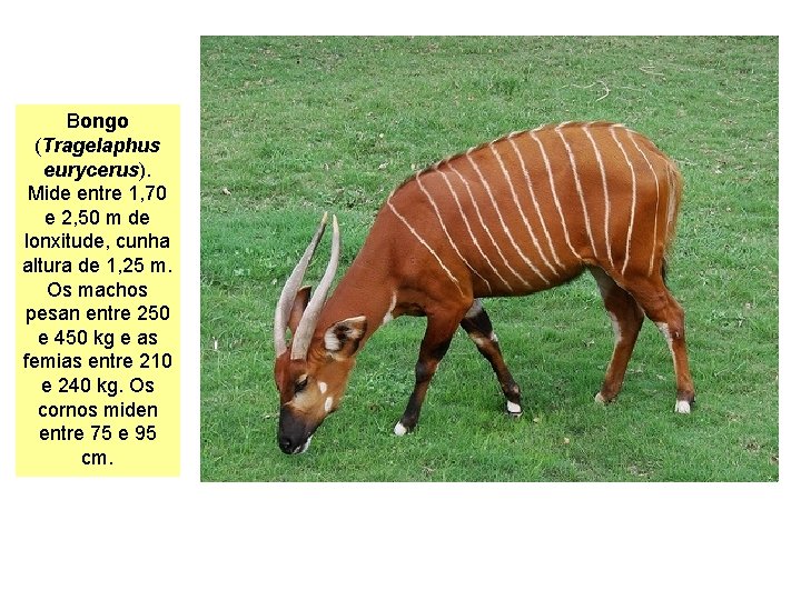 Bongo (Tragelaphus eurycerus). Mide entre 1, 70 e 2, 50 m de lonxitude, cunha