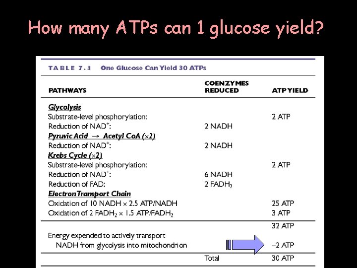 How many ATPs can 1 glucose yield? 