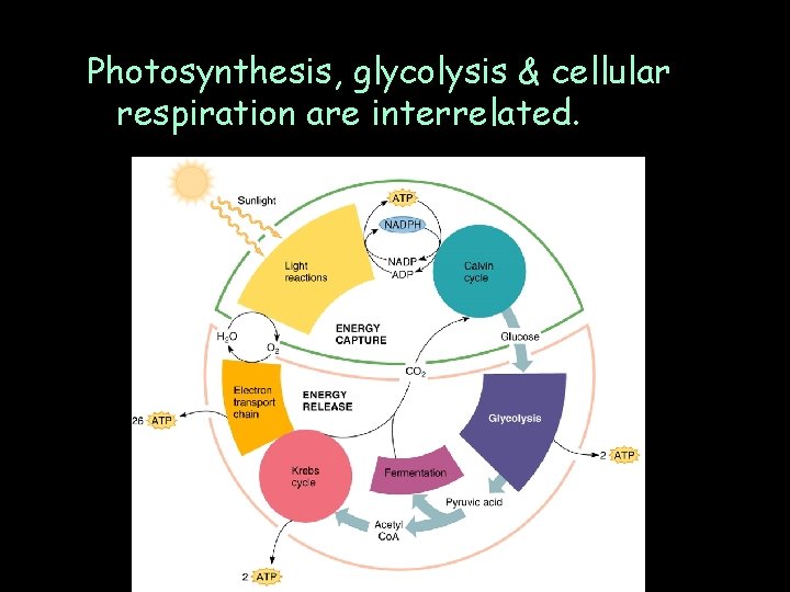 Photosynthesis, glycolysis & cellular respiration are interrelated. 