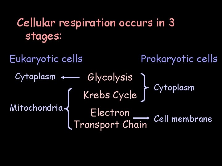 Cellular respiration occurs in 3 stages: Eukaryotic cells Cytoplasm Prokaryotic cells Glycolysis Krebs Cycle