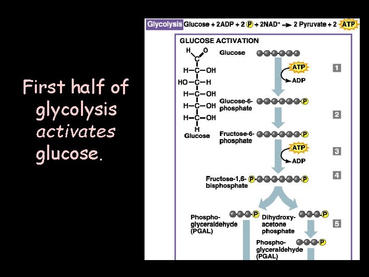 First half of glycolysis activates glucose. 