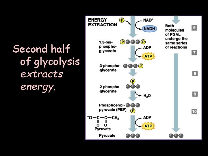Second half of glycolysis extracts energy. 