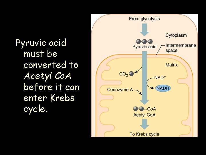 Pyruvic acid must be converted to Acetyl Co. A before it can enter Krebs