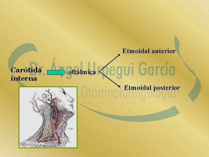 Etmoidal anterior Carótida interna oftálmica Etmoidal posterior 