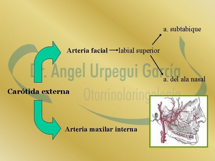 a. subtabique Arteria facial labial superior a. del ala nasal Carótida externa Arteria maxilar