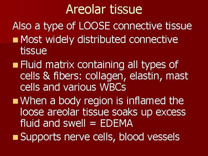 Areolar tissue Also a type of LOOSE connective tissue n Most widely distributed connective