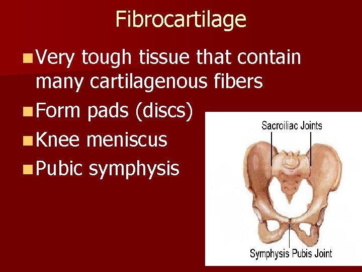 Fibrocartilage n Very tough tissue that contain many cartilagenous fibers n Form pads (discs)