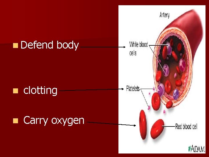 n Defend body n clotting n Carry oxygen 