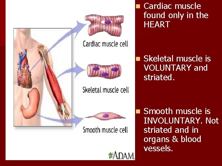 n Cardiac muscle found only in the HEART n Skeletal muscle is VOLUNTARY and