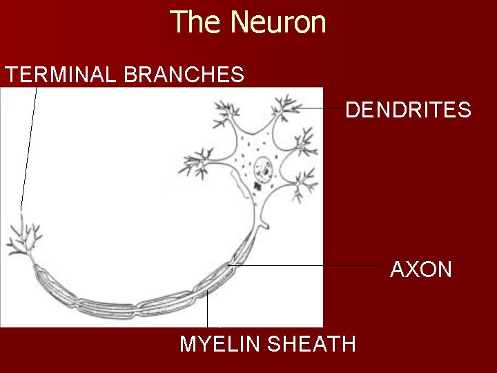 The Neuron TERMINAL BRANCHES DENDRITES CELL BODY AXON MYELIN SHEATH 