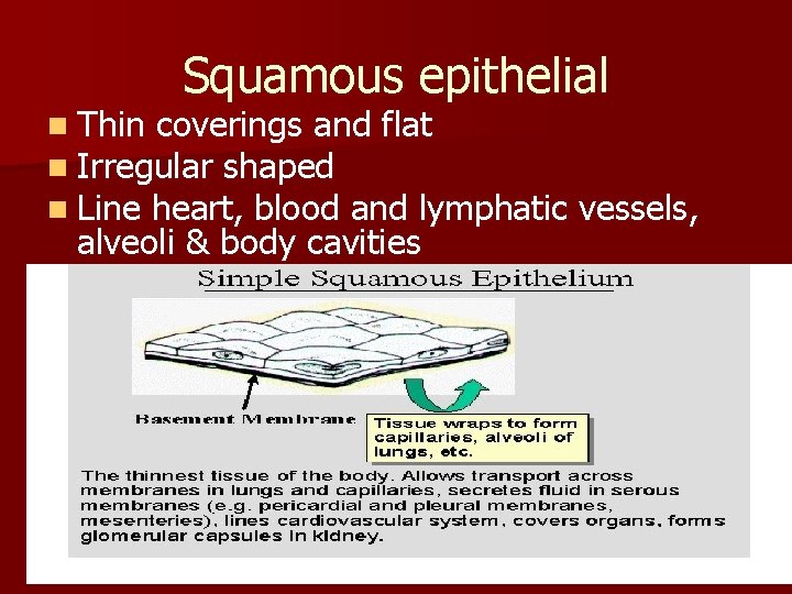 Squamous epithelial n Thin coverings and flat n Irregular shaped n Line heart, blood