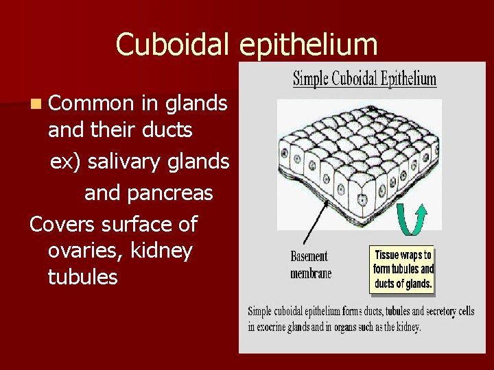 Cuboidal epithelium n Common in glands and their ducts ex) salivary glands and pancreas