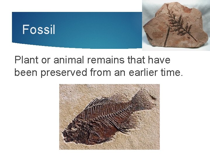Fossil Plant or animal remains that have been preserved from an earlier time. 