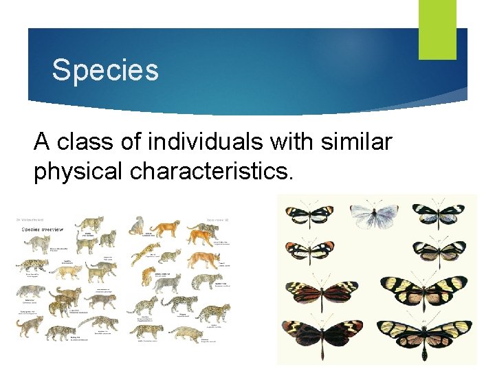 Species A class of individuals with similar physical characteristics. 