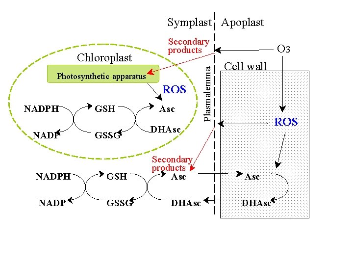 Symplast Apoplast Photosynthetic apparatus ROS NADPH NADP GSH GSSG NADPH GSH NADP GSSG Asc
