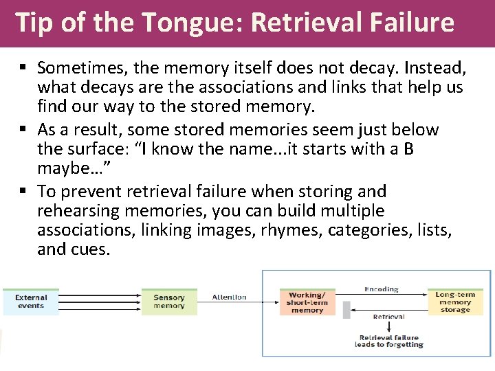 Tip of the Tongue: Retrieval Failure § Sometimes, the memory itself does not decay.